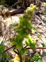 Xanthium strumarium fl6-t.JPG